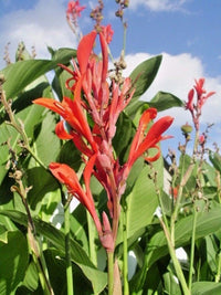 Red Flowered Green Leaved Canna Perennial Flower Seeds