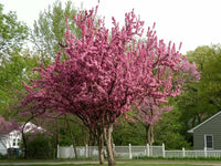 Cercis Canadensis – Eastern Redbud Cold Hardy Tree Seeds
