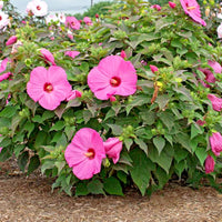 Head Over Heels Passion Hibiscus Hibiscus Syriacus – Colorful Garden Flower Seeds