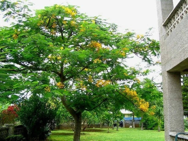 Delonix Regia Var. Flavida – Flower Seeds
