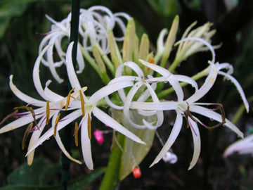Crinum Lily Asiaticum Aurea Maculate Large Blooming-size Bulb - New -