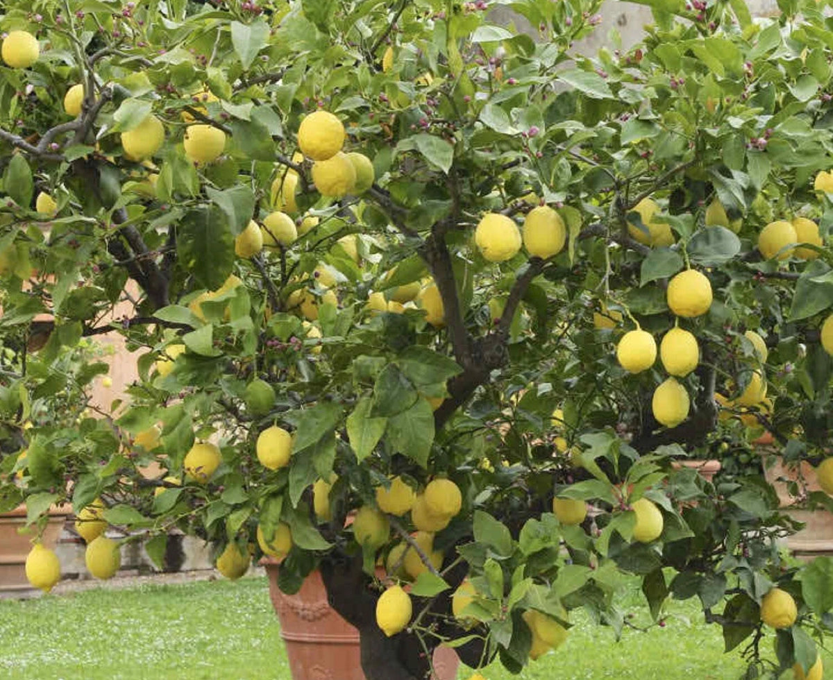 Citrus Medica – Fragrant Citron Evergreen Fruit Tree Seeds
