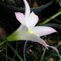 Zephyranthes Pleased As Punch – Pink Rain Lily Bulb Seeds