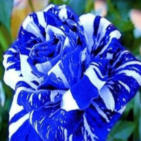Blue Dragon Haze Rose Rose Bush Rare-Seeds Garden Plant - Flower Seeds