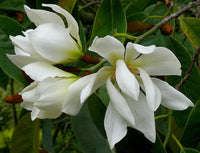 Michelia Excelsa Magnolia Fragrant Flowering Tree Seeds