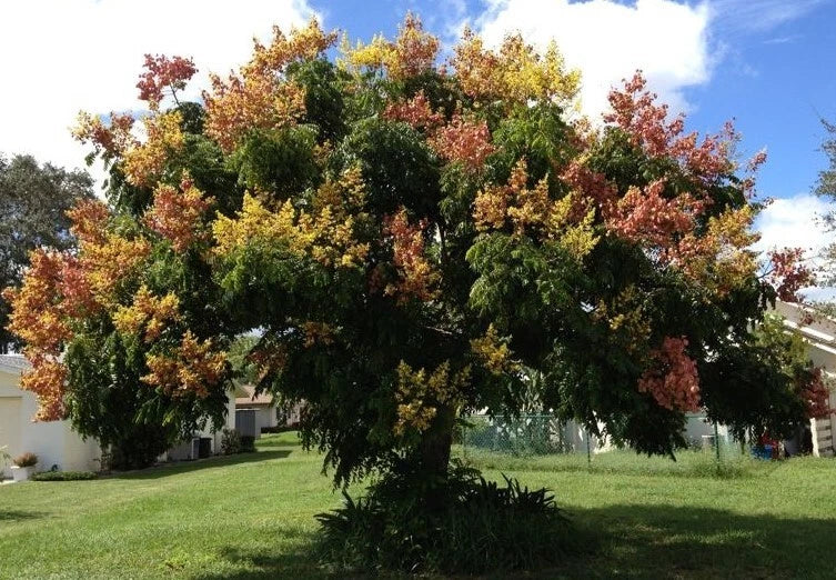 Koelreuteria Paniculata Golden Rain Ornamental Tree Seeds