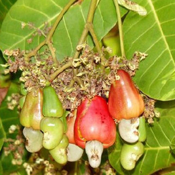 Cashew Nut Apple Seeds Anacardium Occidentale Organic Rare tropical Plantation - Fruit Seeds