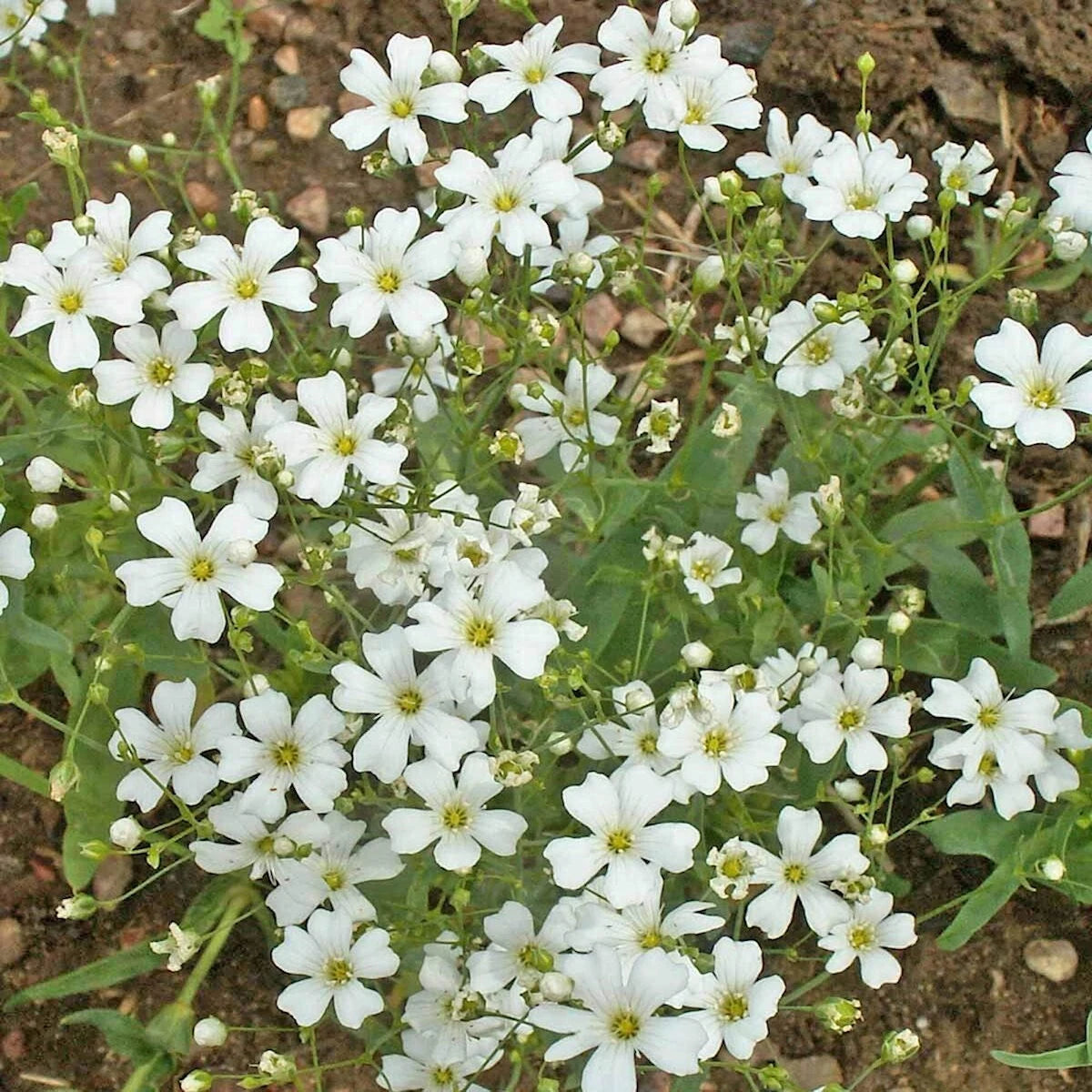 Annual Baby’s Breath Gypsophila – Colorful Wildflower Garden Seeds