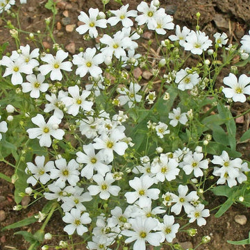 Annual Baby’s Breath Gypsophila – Colorful Wildflower Garden Seeds