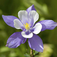 Blue Columbine Aquilegia Caerulea – Perennial Flower Seeds