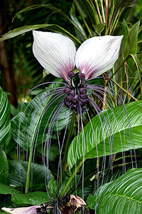 Tacca Integrifolia White Bat Garden Flower House Plant – Colorful Garden Flower Seeds Product Image – High Quality Seeds for Gardeners