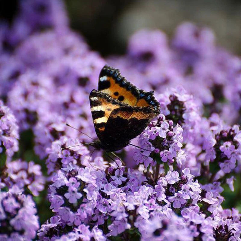 THYMUS SERPYLLUM SEEDS - CREEPING THYME WILD BRECKLAND THYME SEEDS - Herb Seeds