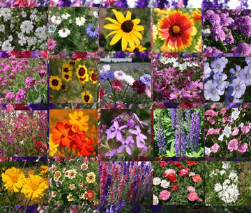 Wildflower Mix Cascade Mountain Tall – Perennial Garden Flower Seeds