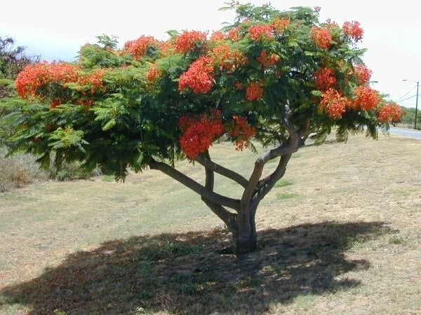 Royal Poinciana Delonix Regia – Flowering Canopy Tree Seeds