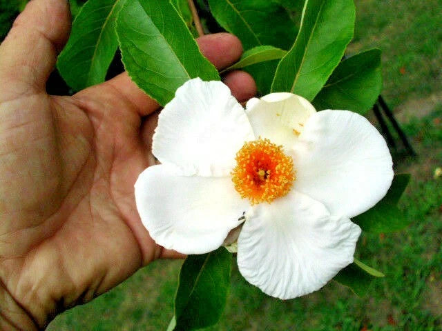 Franklin Tree Franklinia Alatamaha Ornamental Tree Seeds