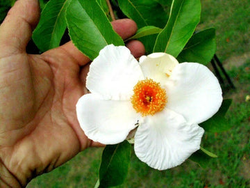 Franklin Tree Franklinia Alatamaha Ornamental Tree Seeds