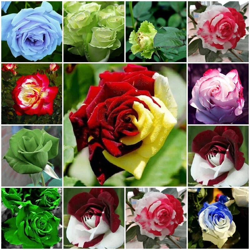 Mixed Rose – Bush Perennial Garden Flower Seeds