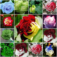 Mixed Rose – Bush Perennial Garden Flower Seeds