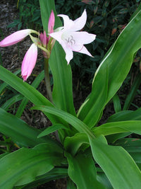 Crinum Lily Acclaimed – Garden Flower Seeds