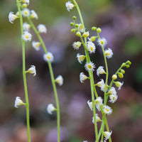 Bishop’s Cap – Colorful Wildflower Garden Seeds