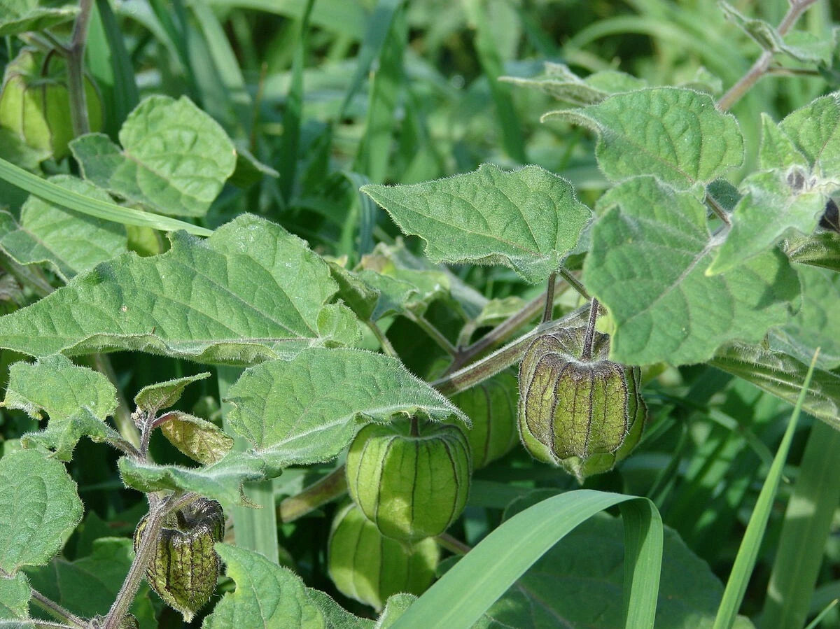 Ground Cherry Physalis Peruviana – Cape Gooseberry Vegetable Seeds