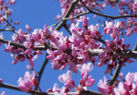 Cercis Canadensis – Eastern Redbud Cold Hardy Tree Seeds