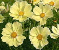 Cosmos Cosmos Bipinnatus – Sonata Yellow Garden Flower Seeds