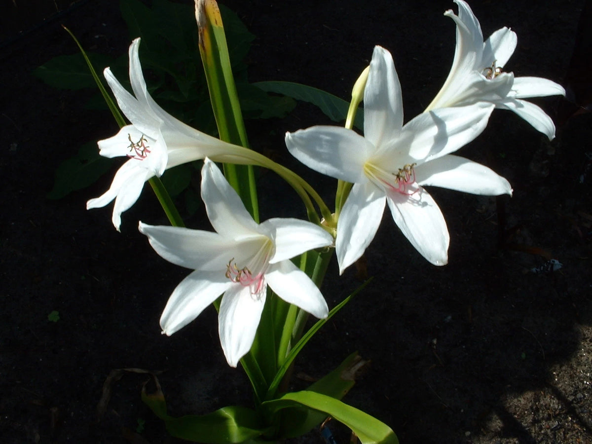Crinum Lily Summer – Garden Flower Seeds
