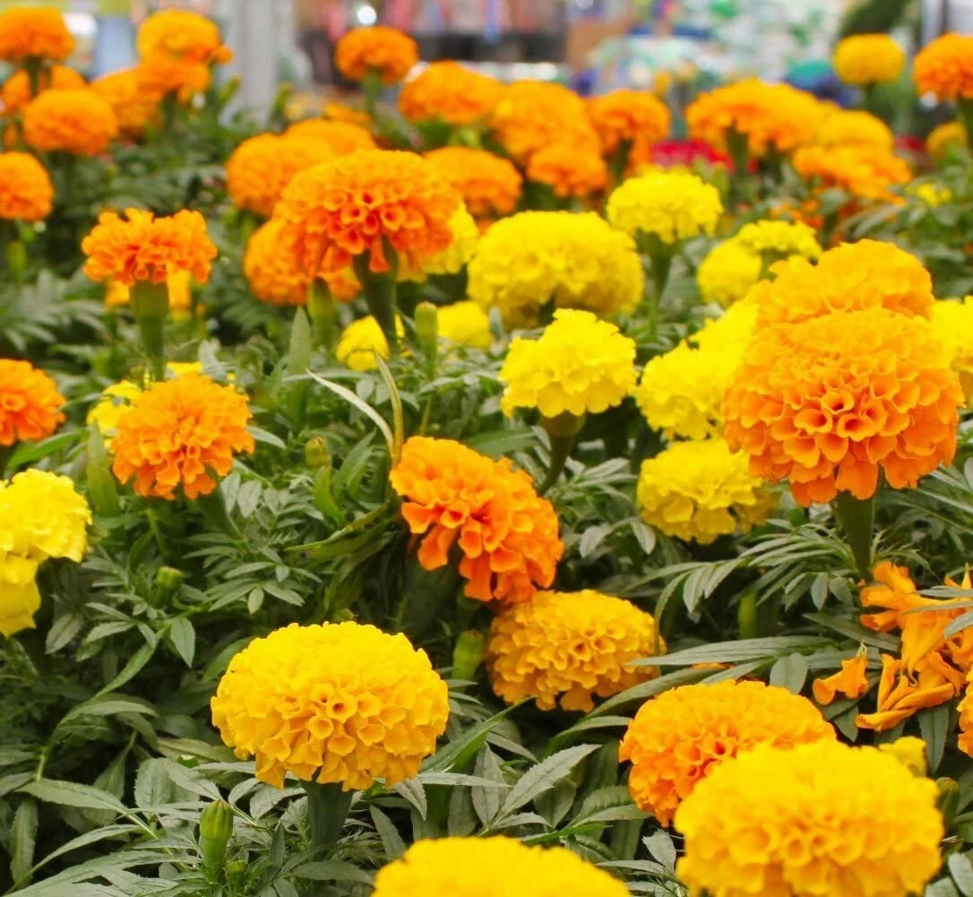 Marigold Dwarf Double Mix – Colorful Garden Flower Seeds