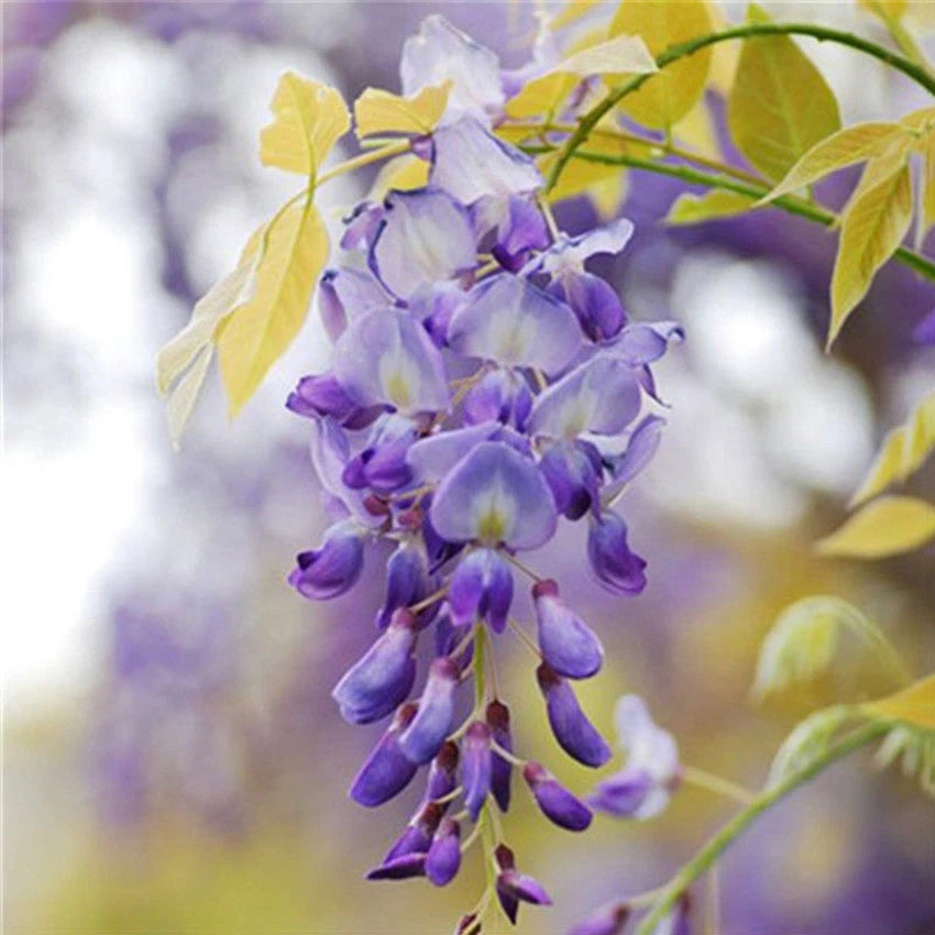 Seeds Chinese Wisteria Beautiful Perennial Home Garden High Quality - Flower Seeds