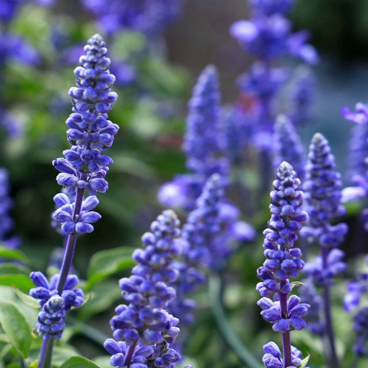 Blue Sage – Hardy Wildflower Garden Seeds