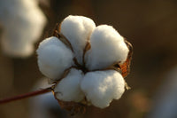 Incredible Cotton Bush – Garden