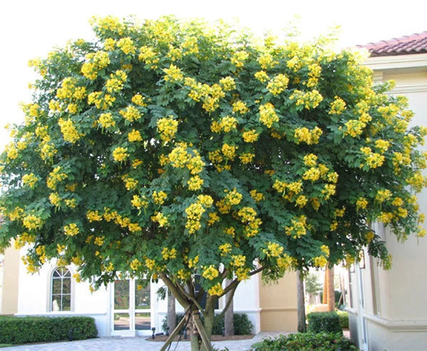 Cassia Glauca – Scrambled Egg Shrub Tree Seeds