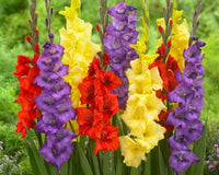 Gladiolus Bulbs, Mixed Colors - Sword Lily, Easy to Grow Perennial