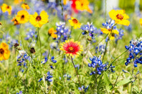 Wildflower Mix Colorful Garden Flower Seeds