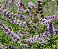 Spearmint Mentha Spicata Fragrant Herb Seeds