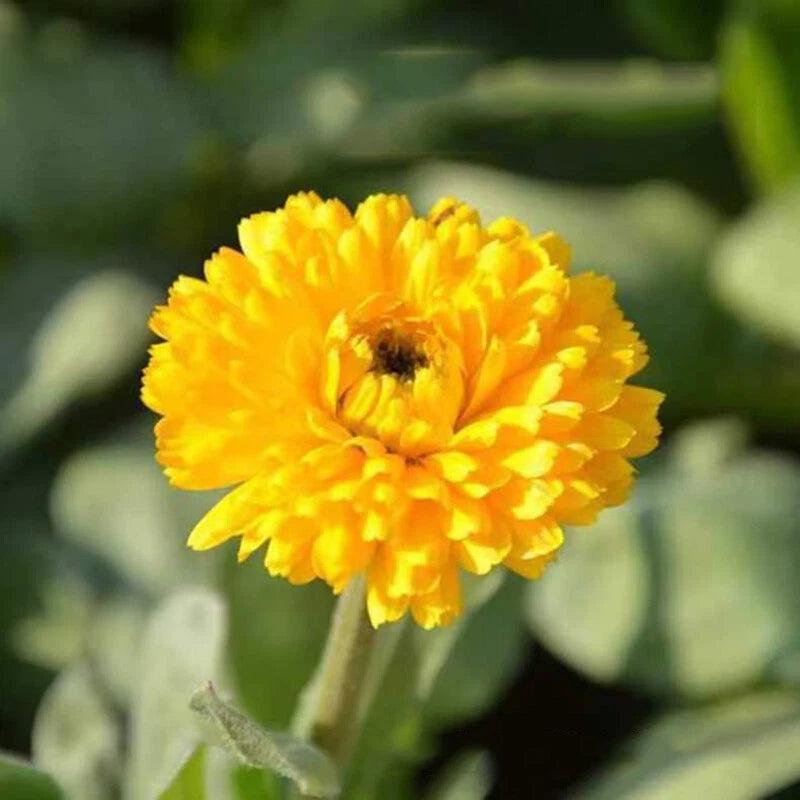 Calendula Pacific Beauty Mix – Garden Flower Seeds