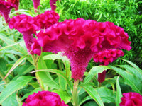 Pink Cockscomb Celosia Cristata – Garden Flower Seeds