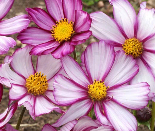 Cosmos Candy Stripe Cosmos Bipinnatus – Colorful Garden Flower Seeds