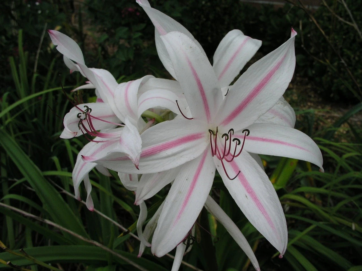 Crinum Lily Digweedii Helen Mcrory Large Blooming-Size Bulb
