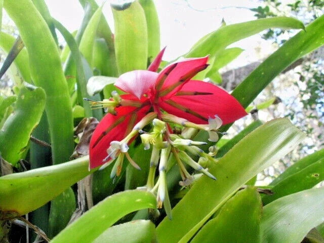 Red Flowered Bromeliad – Tropical Perennial Flower Seeds