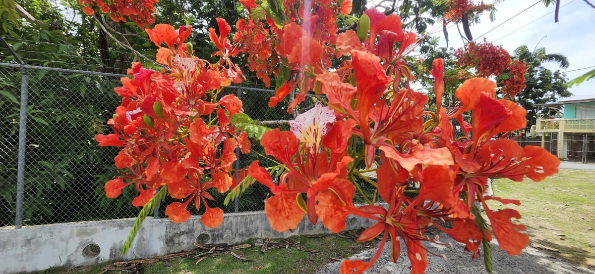 Delonix Regia – Flamboyant Vibrant Tree Seeds