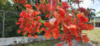 Delonix Regia – Flamboyant Vibrant Tree Seeds