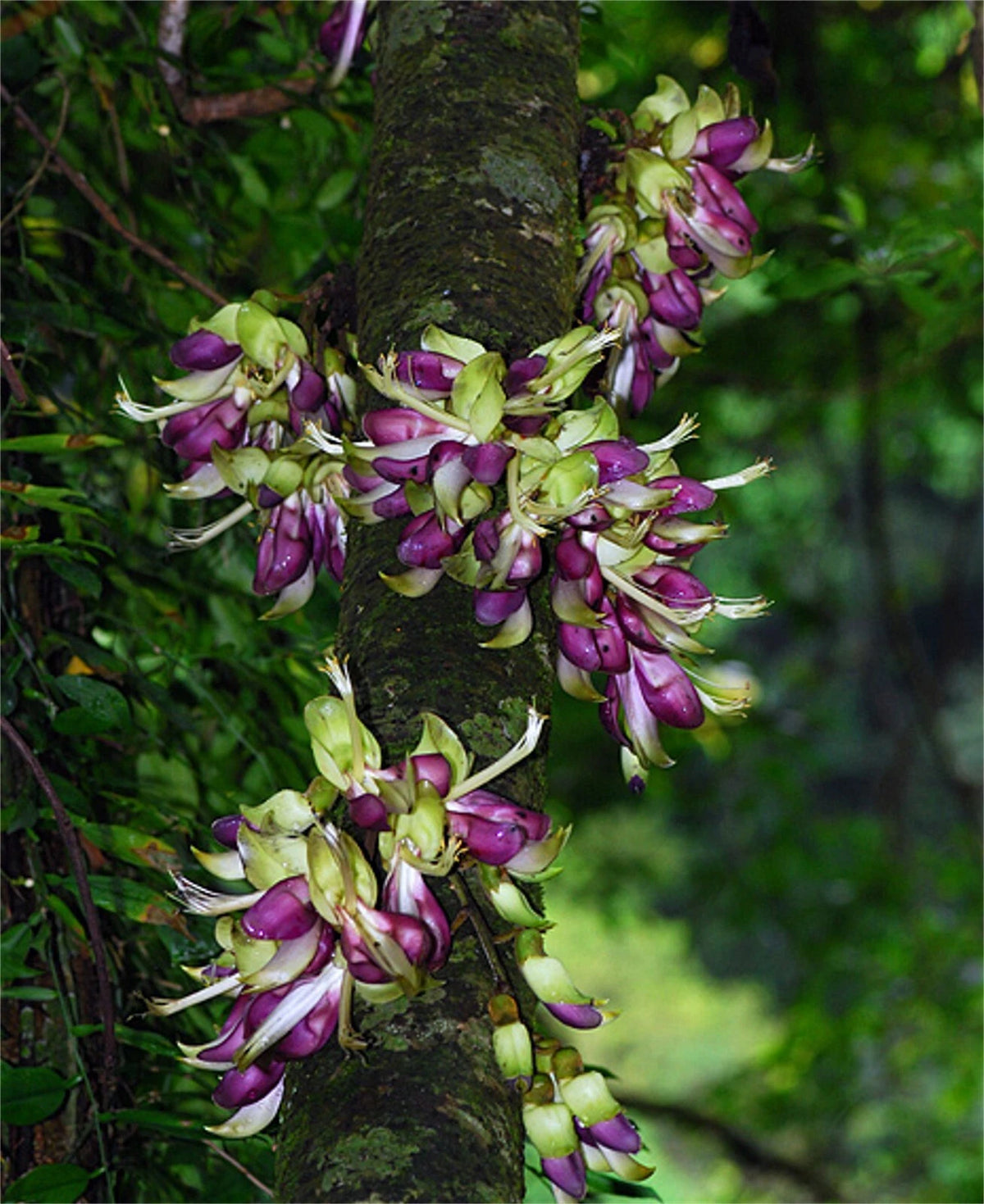 Mucuna Macrocarpa – Rusty Leaf Fruiting Vine Seeds