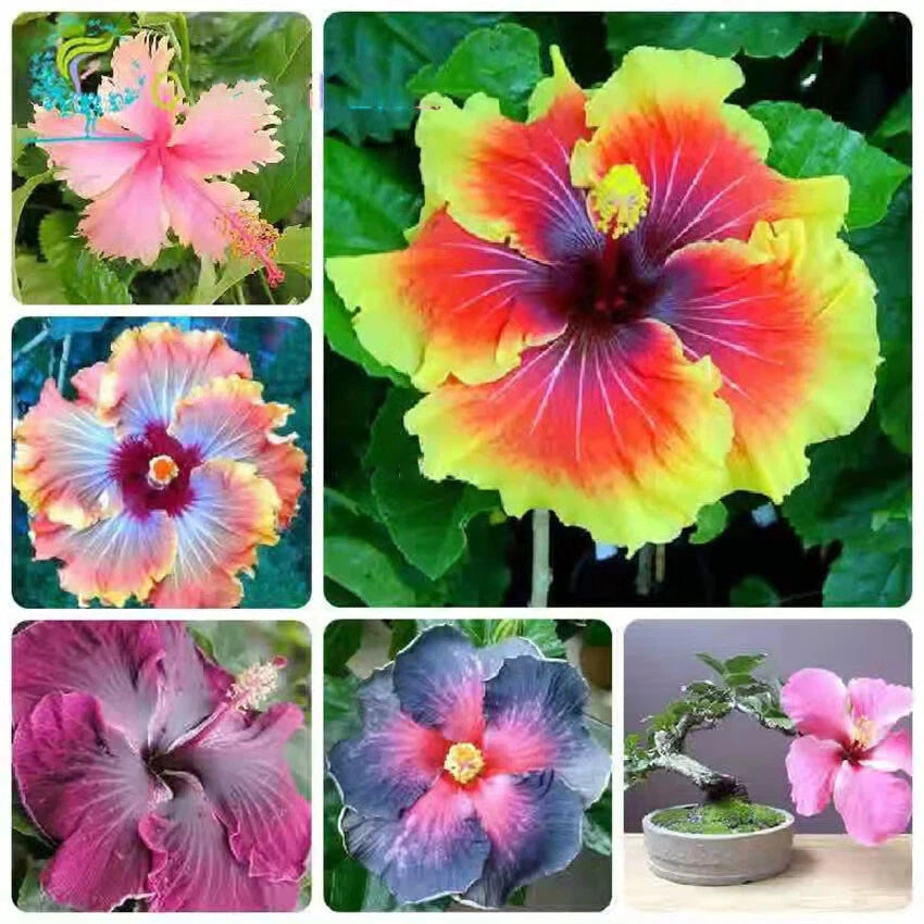 Pink Hibiscus Rosa-Sinensis – Fragrant Large Bloom Flower Seeds