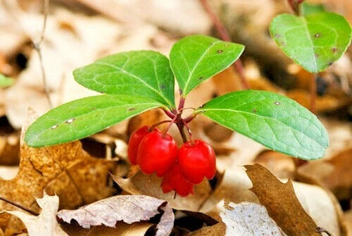 American Wintergreen Gaultheria Procumbens Hardy Perennial Herb Seeds