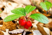American Wintergreen Gaultheria Procumbens Hardy Perennial Herb Seeds