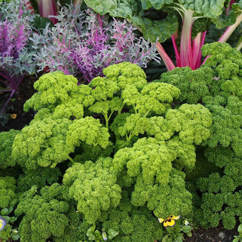 Triple Curled Parsley Petroselinum Hortensis – Herb Vegetable Seeds