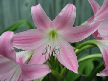 Crinum Lily Walter Flory Jumbo Flowering Bulb Seeds