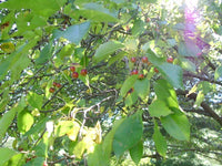 Silver Moon Crab Apple Malus – Flowering Fruit Tree Seeds